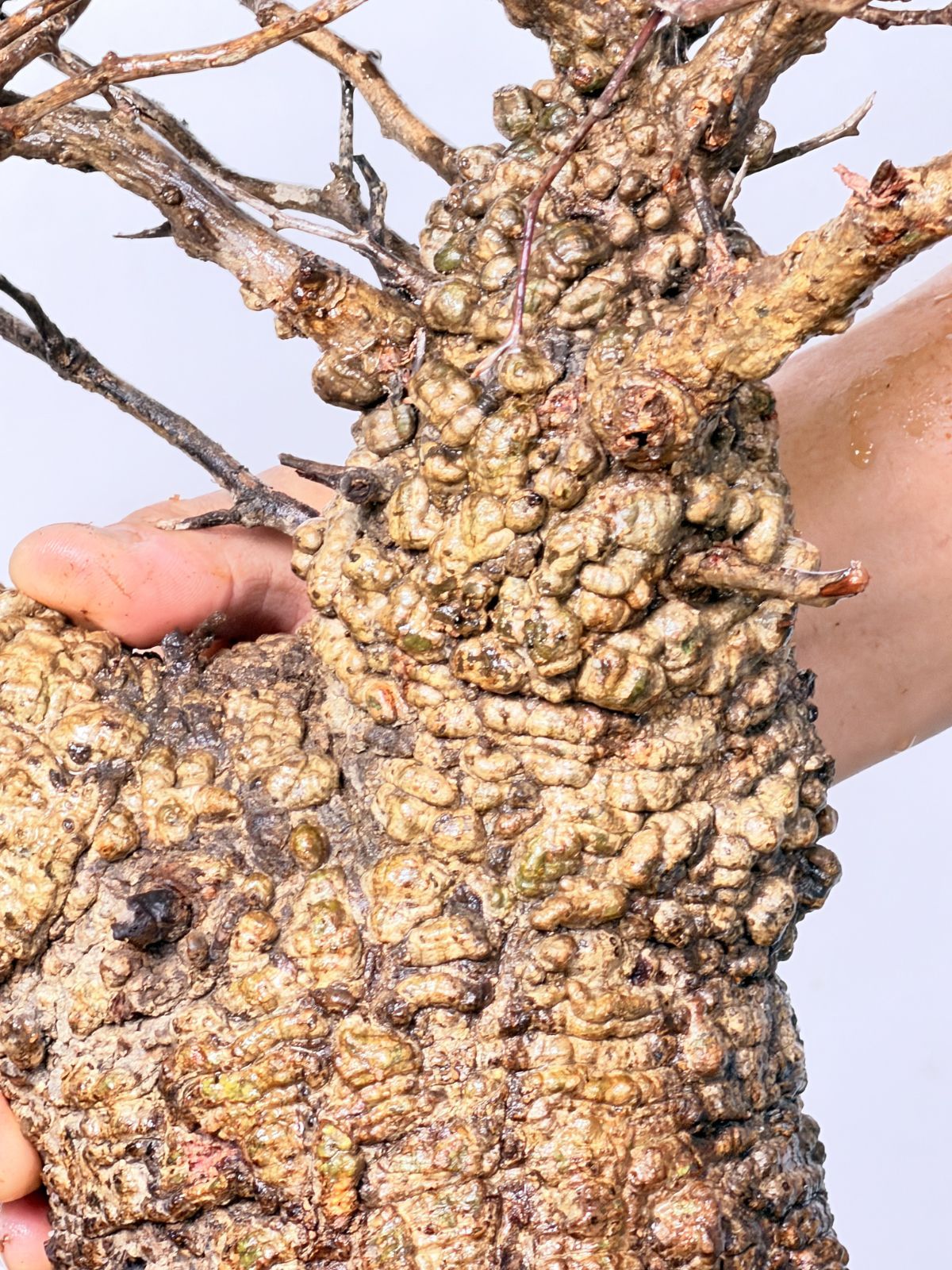 オペルクリカリア パキプス ベアルート株 DP87 オペルクリカリア