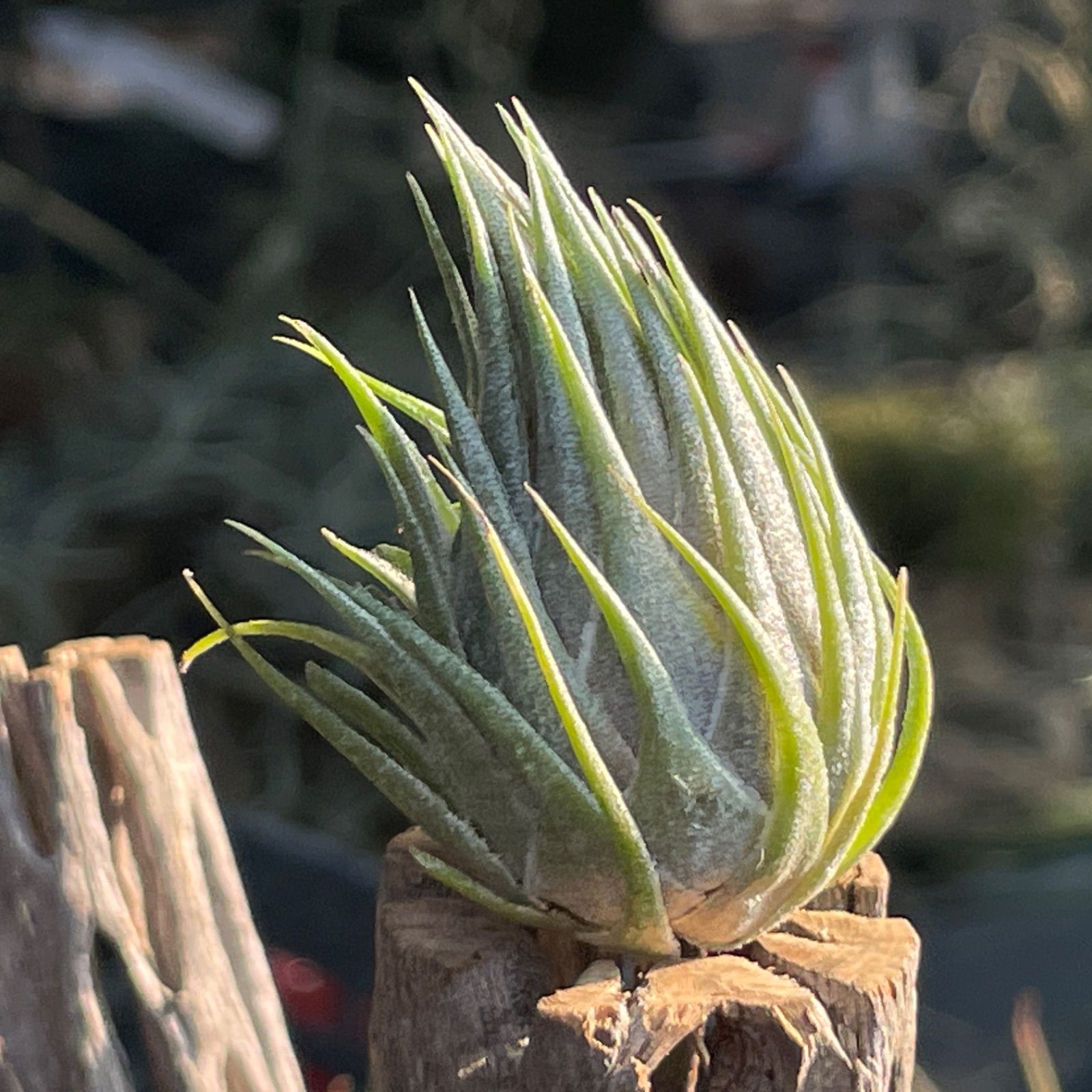 φ4×5]メタリックな光沢のあるしずく型＊チランジア カウツキー