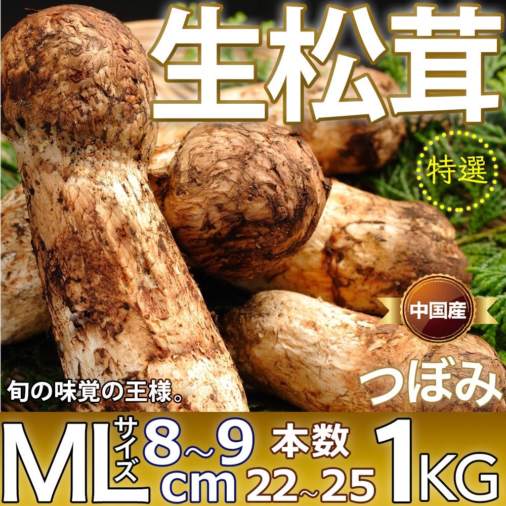 【営業日3日以内発送】生松茸 ツボミ 約1KG 特選 MLサイズ【23本前後/8cm前後】空輸 中国産 フレッシュ松茸 厳選つぼみ 天然きのこ マツタケ 日本向け 鮮度優先 旬の味覚の王様 家庭用 御中元 敬老の日ギフト  期間限定＜国内検品＞