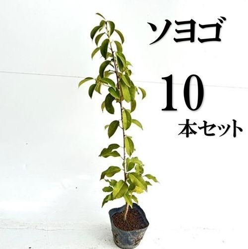 10本セット ソヨゴ樹高0.3m前後10.5cmポット