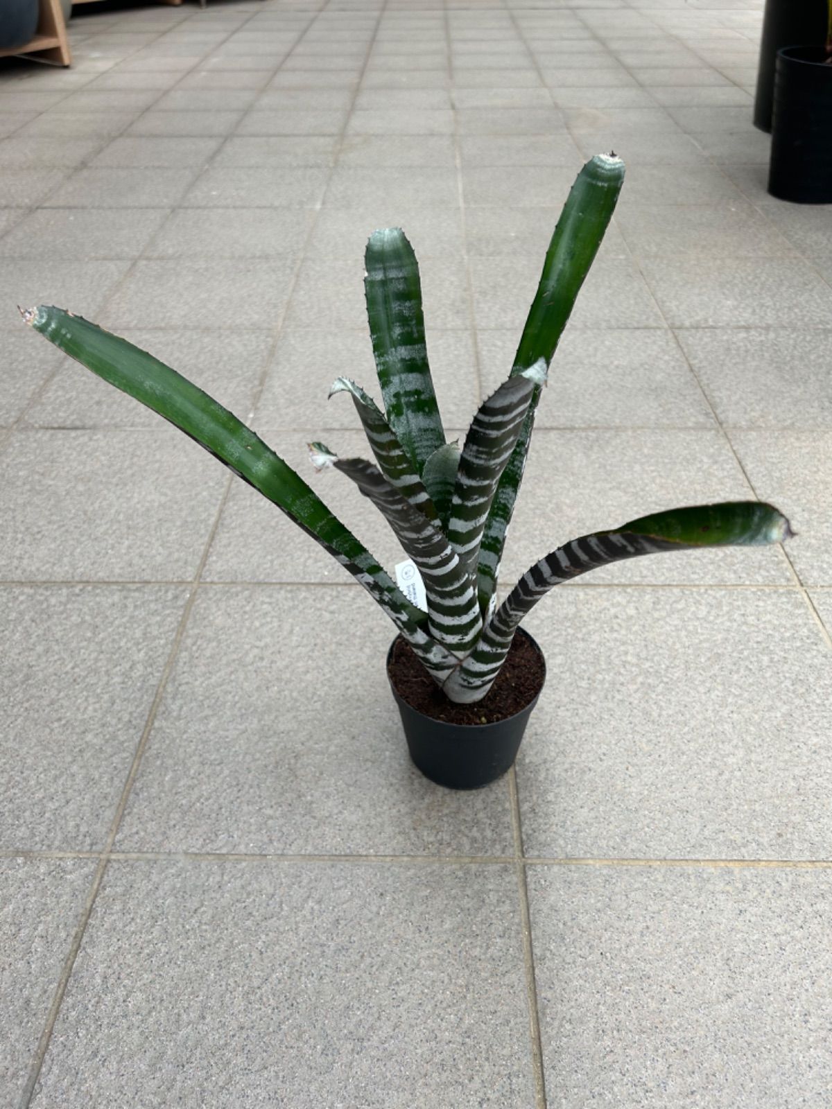 Neoregelia Shell Dance【artPLANTs/PLANTS GARAGE
