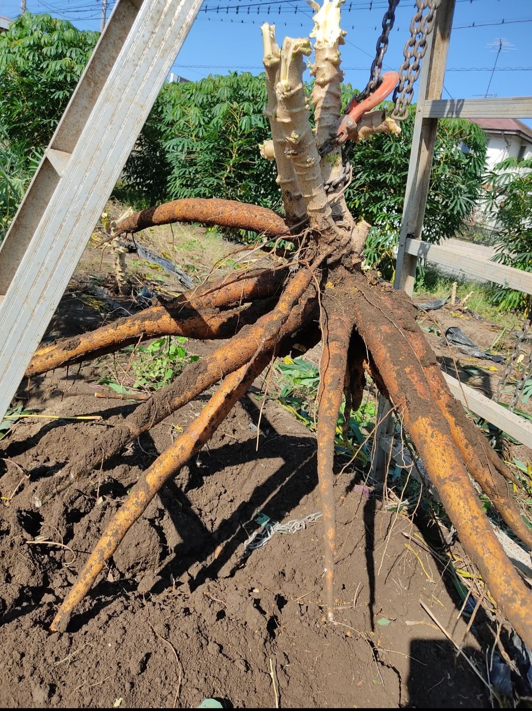 キャッサバ芋15kg - 野菜