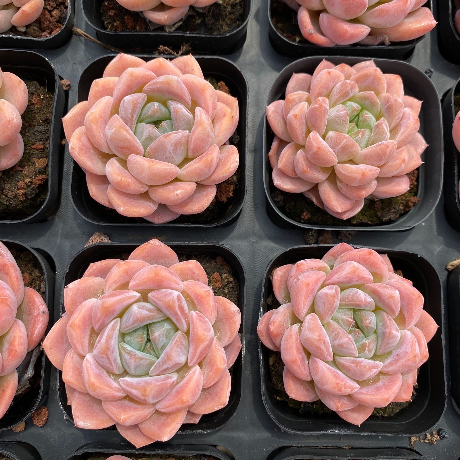 多肉植物 エケベリア10点セット