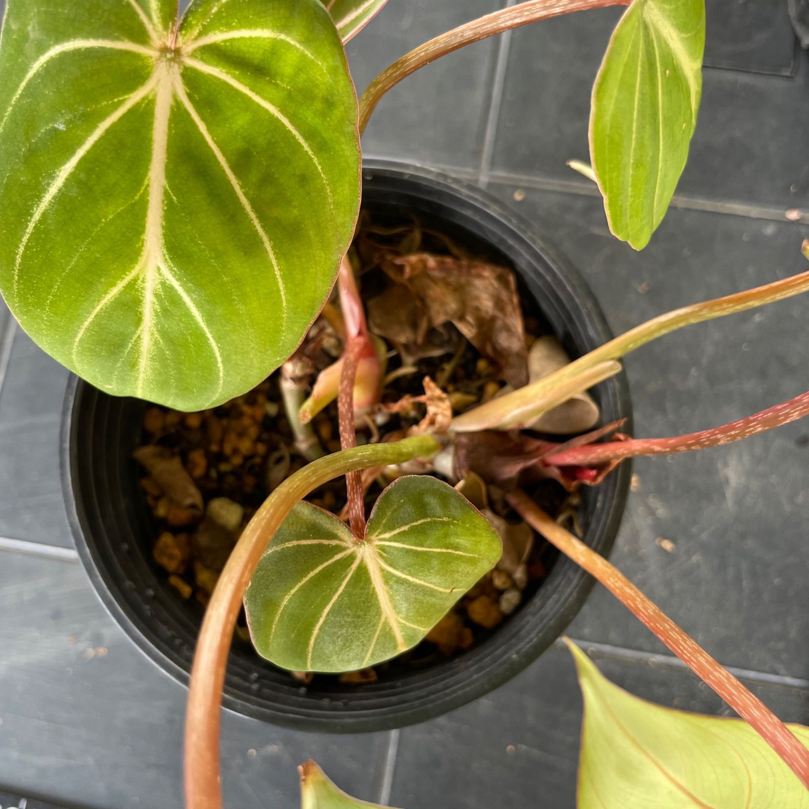 【希少2株入り】　フィロデンドロン　グロリオーサム　ゼブラ　Philodendron Gloriosum zebura