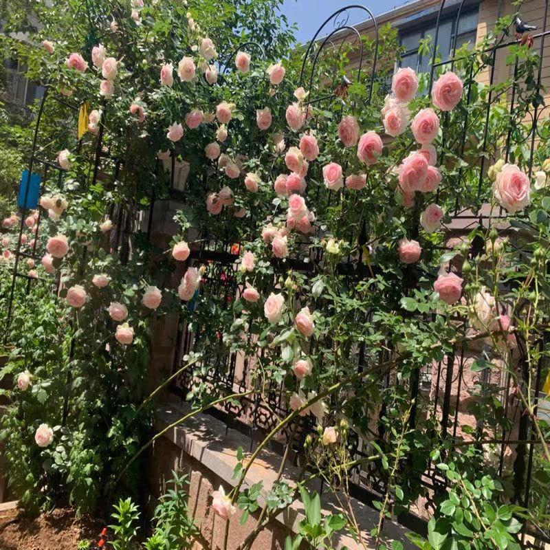 ローズガーデン 送料無料】Rxakudedo アイアンフェンス 園芸 フェンス ガーデン