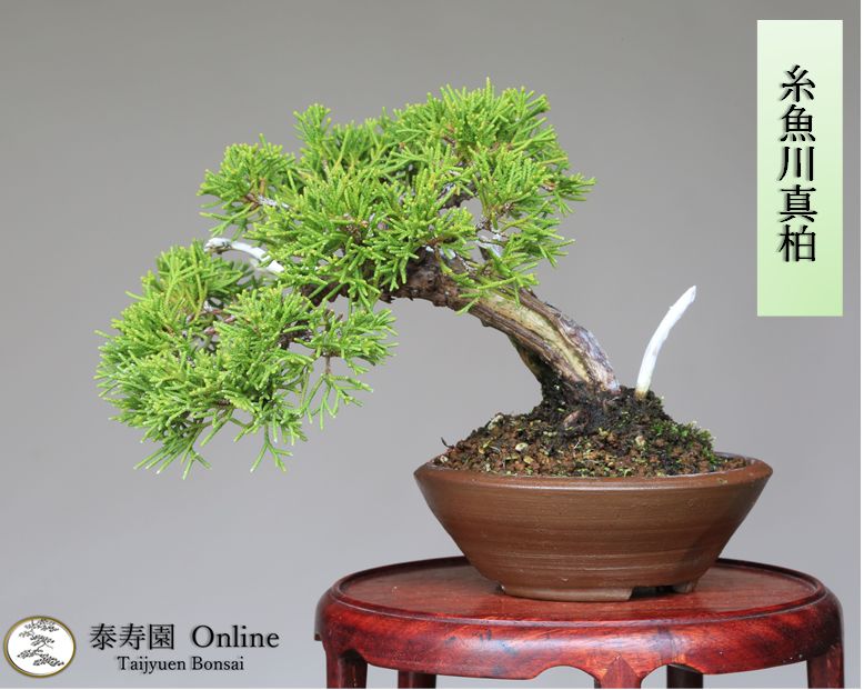 真柏」の人気商品一覧 | 安い商品を通販サイトから探す - 価格.com