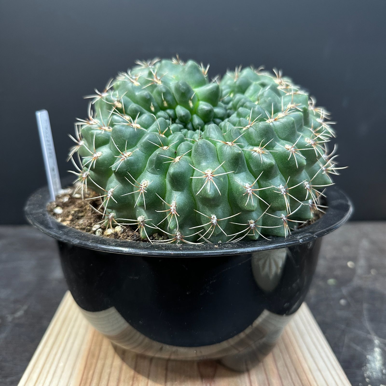 傷あり特価！！ #3 Gymnocalycium baldianum ギムノカリキウム 