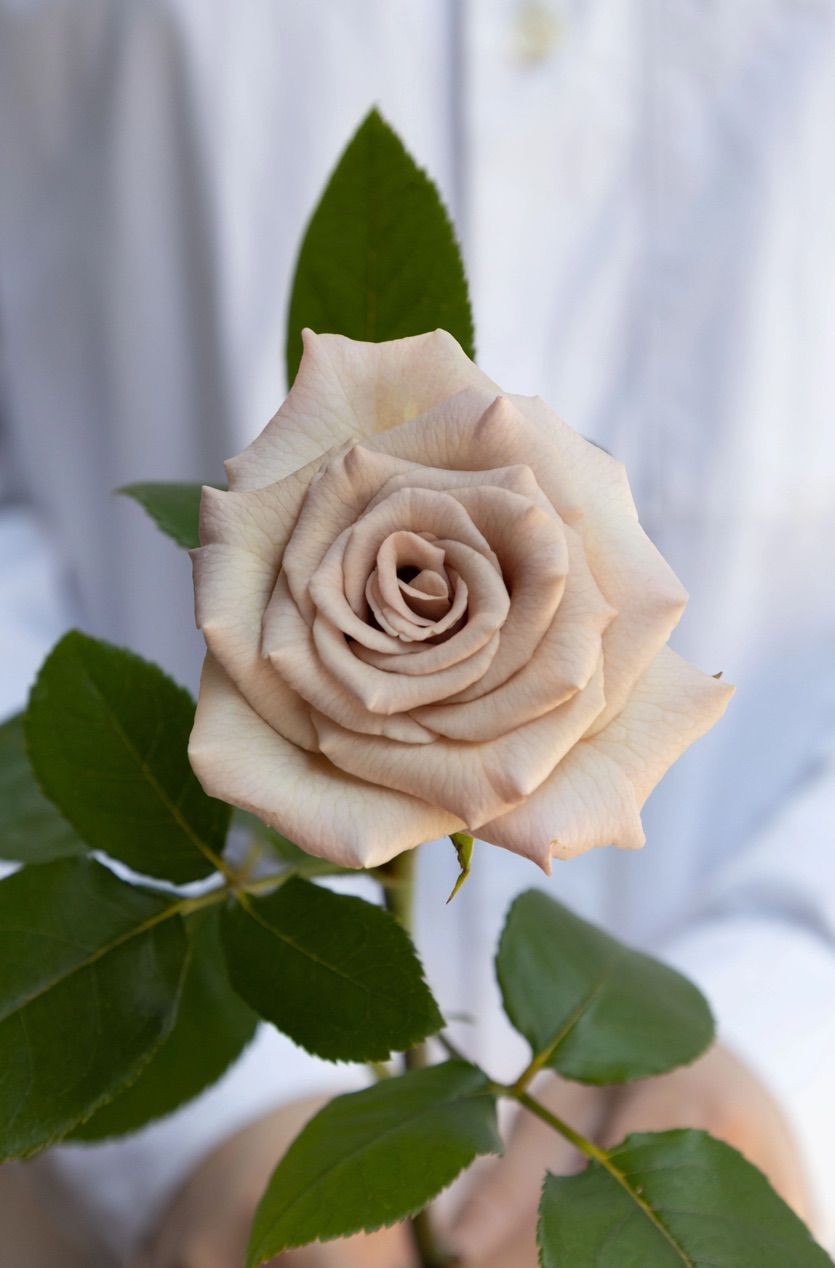 「Yami_rosé」切り花品種バラ苗　3点 Yami_rosé」切り花品種バラ苗 3点 Yami_rosé」切り花品種バラ苗
