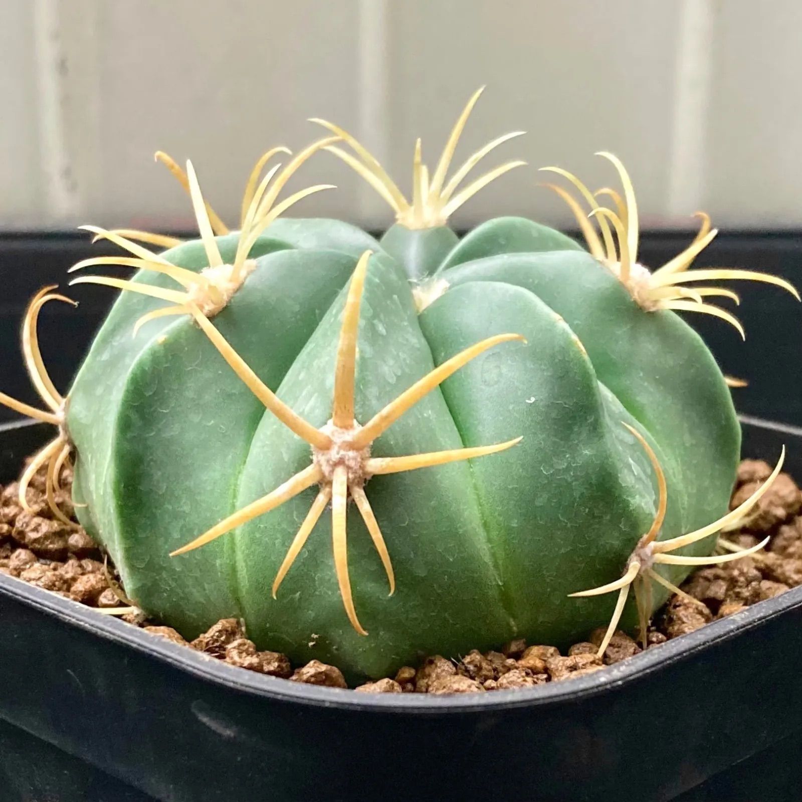 多肉植物 サボテン フェロカクタス 天城 - メルカリ