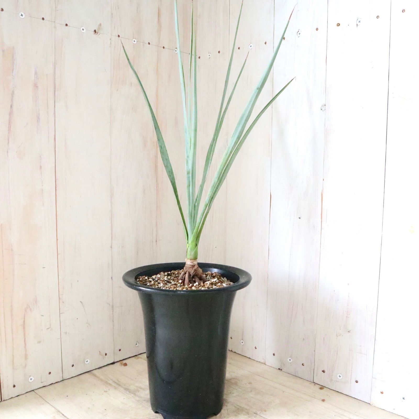 ユッカ♡ロストラータ♡ブルーベルベット♡ロックガーデン♡ - メルカリ