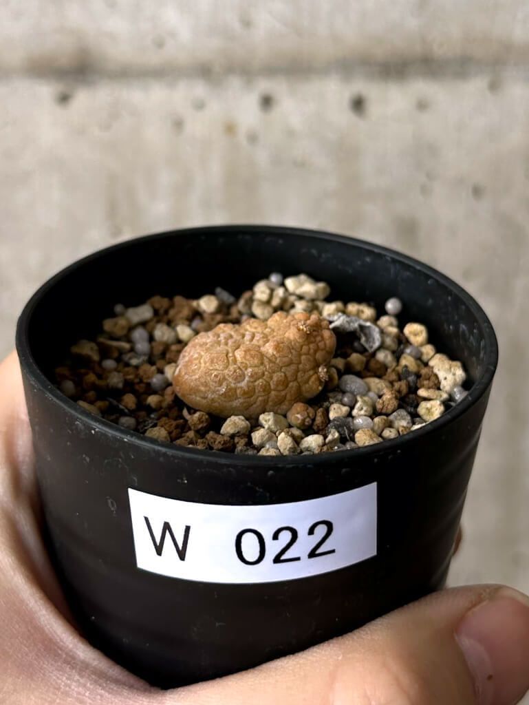 現品限り プセウドリトス カプトヴィペラエ W22 pseudolithos caput viperae 植物 塊根植物 夏型 コーデックス