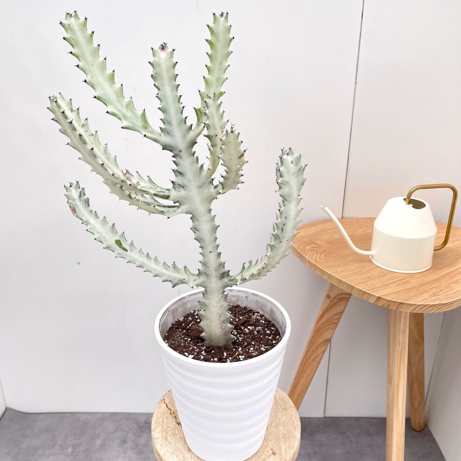 観葉植物 室内