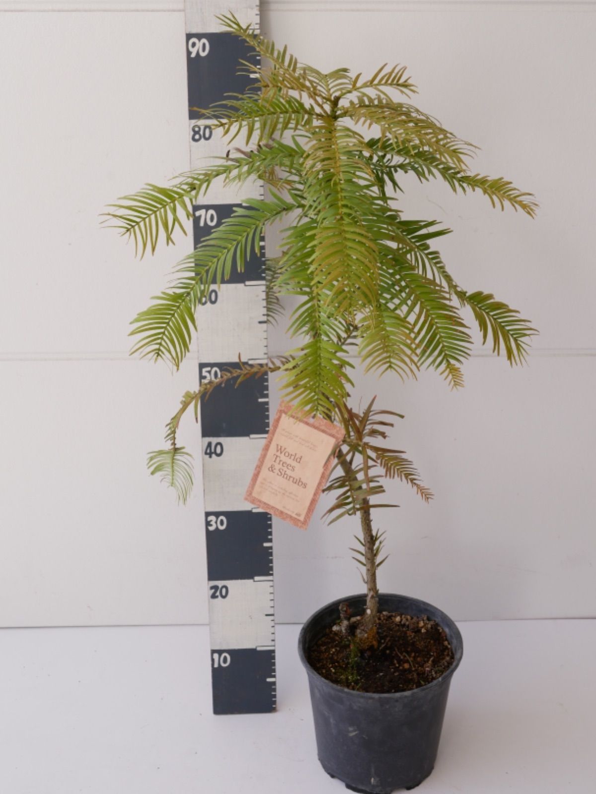 ジュラシックツリー ウォレマイパイン ジュラシックツリー #ウォレマイ