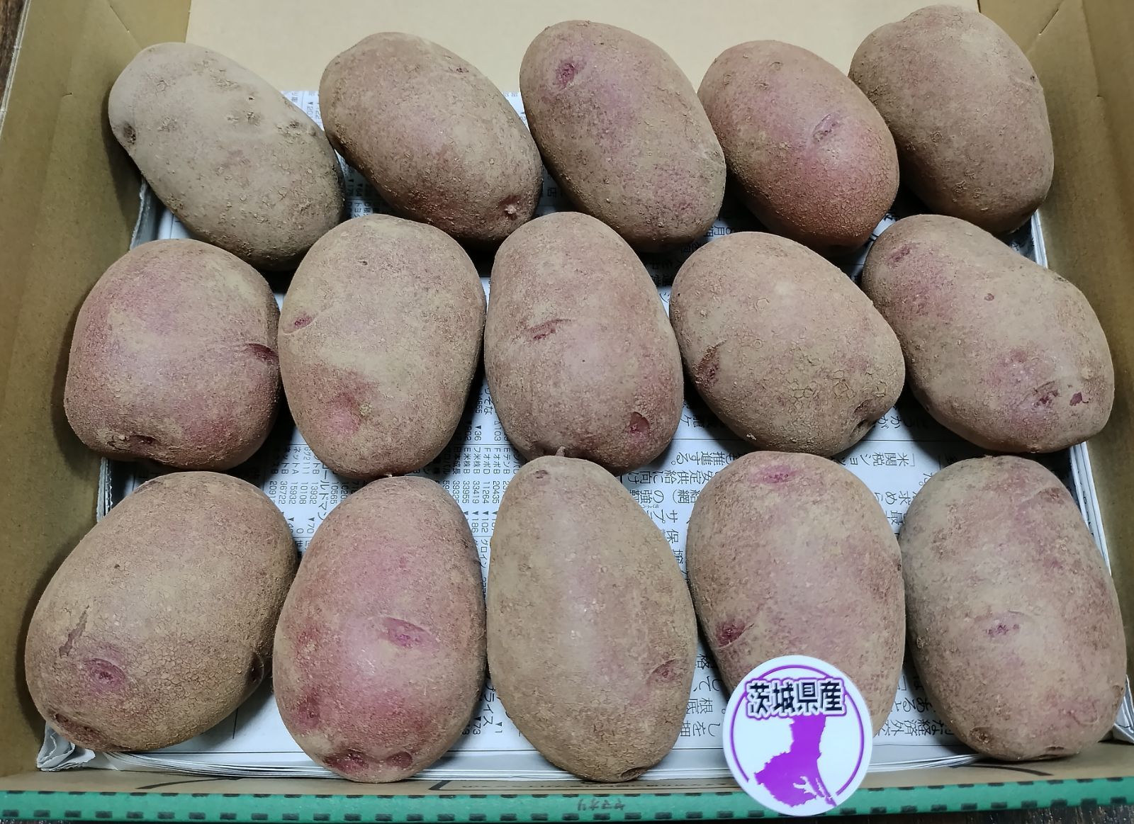 【専用出品】新じゃがいも 【ドラゴンレッド(西海31号)】20kg　愛媛県産 ドラゴンレッド(西海31号)【ジャガイモ】じゃがいも 新品 約1.4