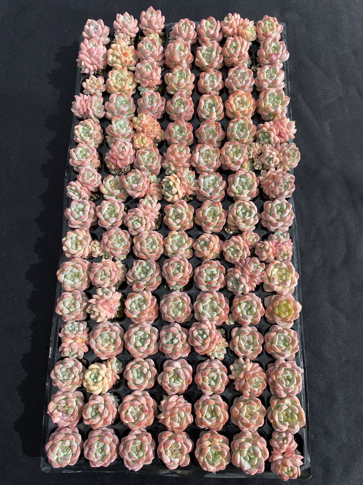 新入荷 ピンクディー XQS52×105苗 土付き 多肉植物 詰め合わせ エケベリア サボテン 韓国苗