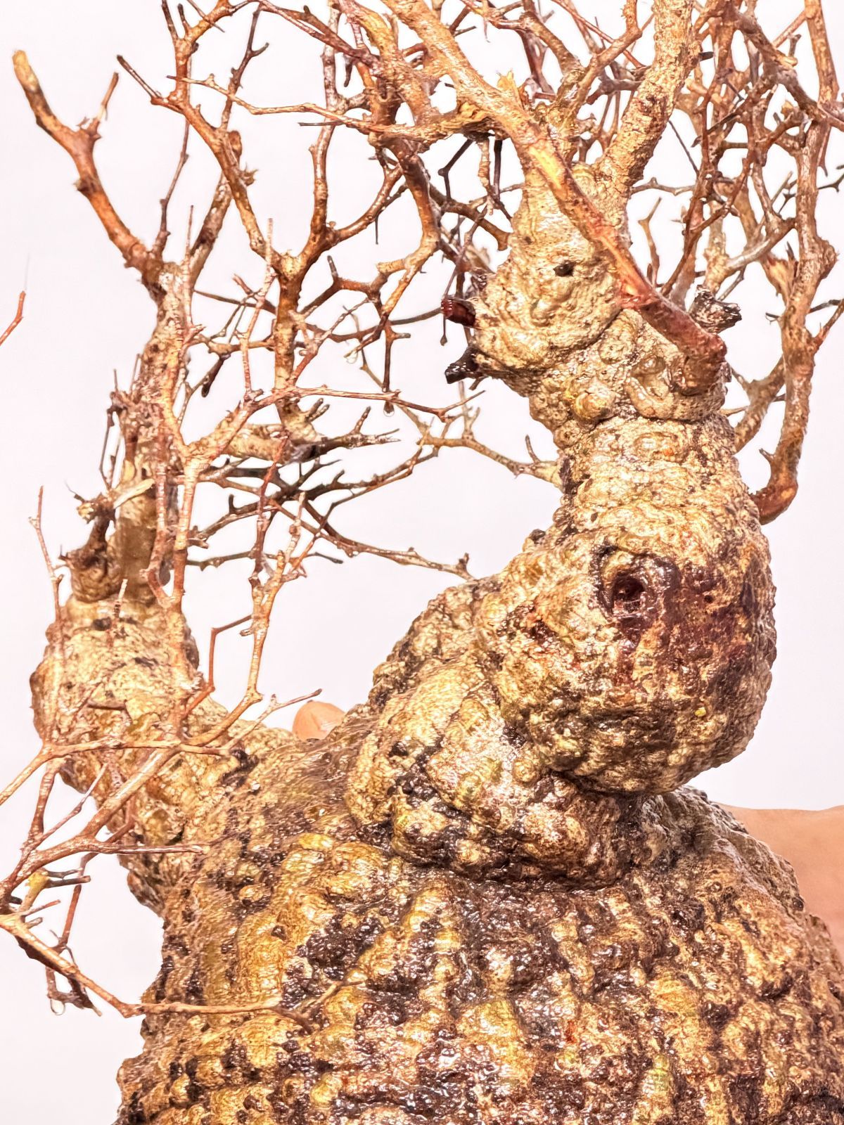 オペルクリカリア