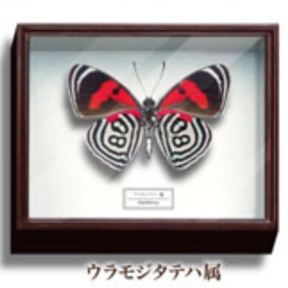 蝶　標本箱(ドイツ製)　セット⑲ 楽天市場】□エントリーでポイント5倍□ 昆虫標本箱 ドイツ箱