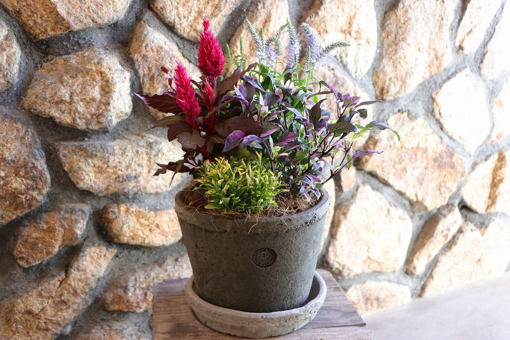 キューグレーの秋の寄せ植え