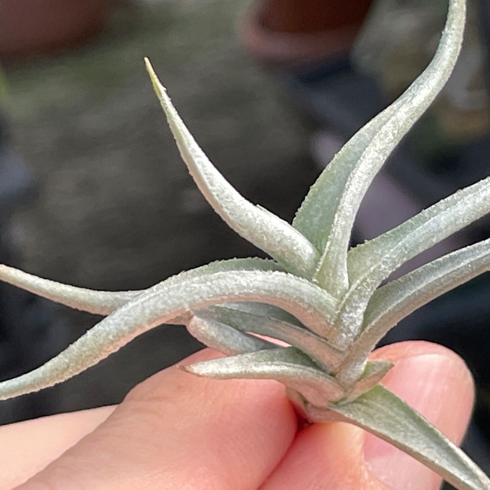 HR＊チランジア ヒルタ v. ヒルタ Tillandsia hirta var. hirta＊エア