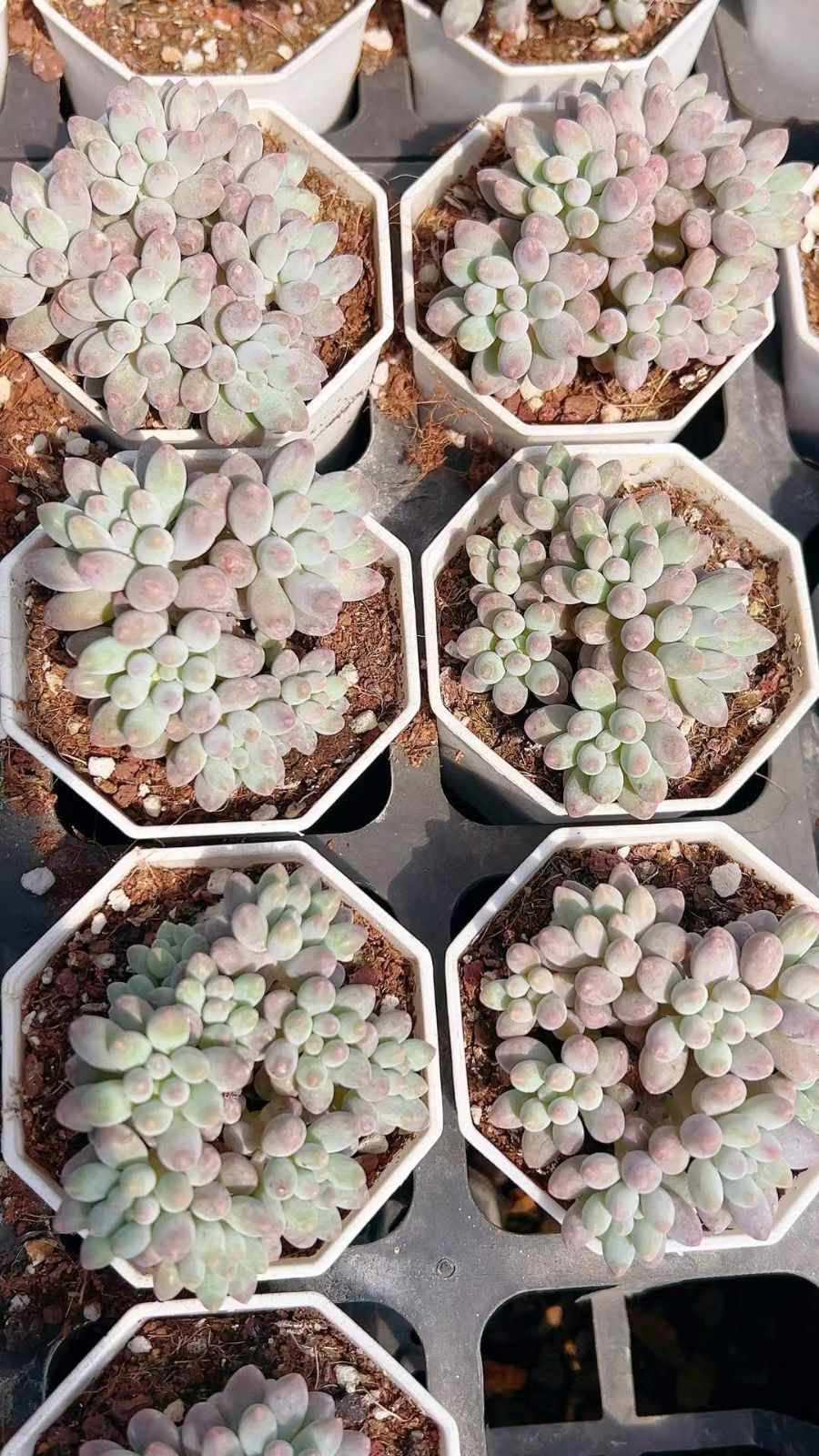 ちの歳末 60株の抜き苗セット ベイビーフィンガー 多肉植物 佐川急便発送 エケベリア 韓国苗 LL2439 当店の商品全て正規品！