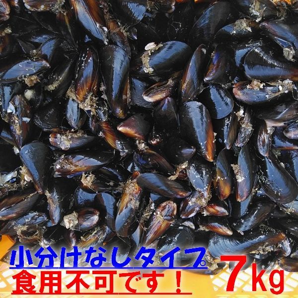 【平日15時まで即日発送可能】ムール貝送料無料！釣り餌に★「ムラサキイガイ７ｋｇ」★冷凍発送★イガイ カラス貝 船釣り 磯釣り コブダイ釣り チヌ釣り クロダイ釣り フィッシング