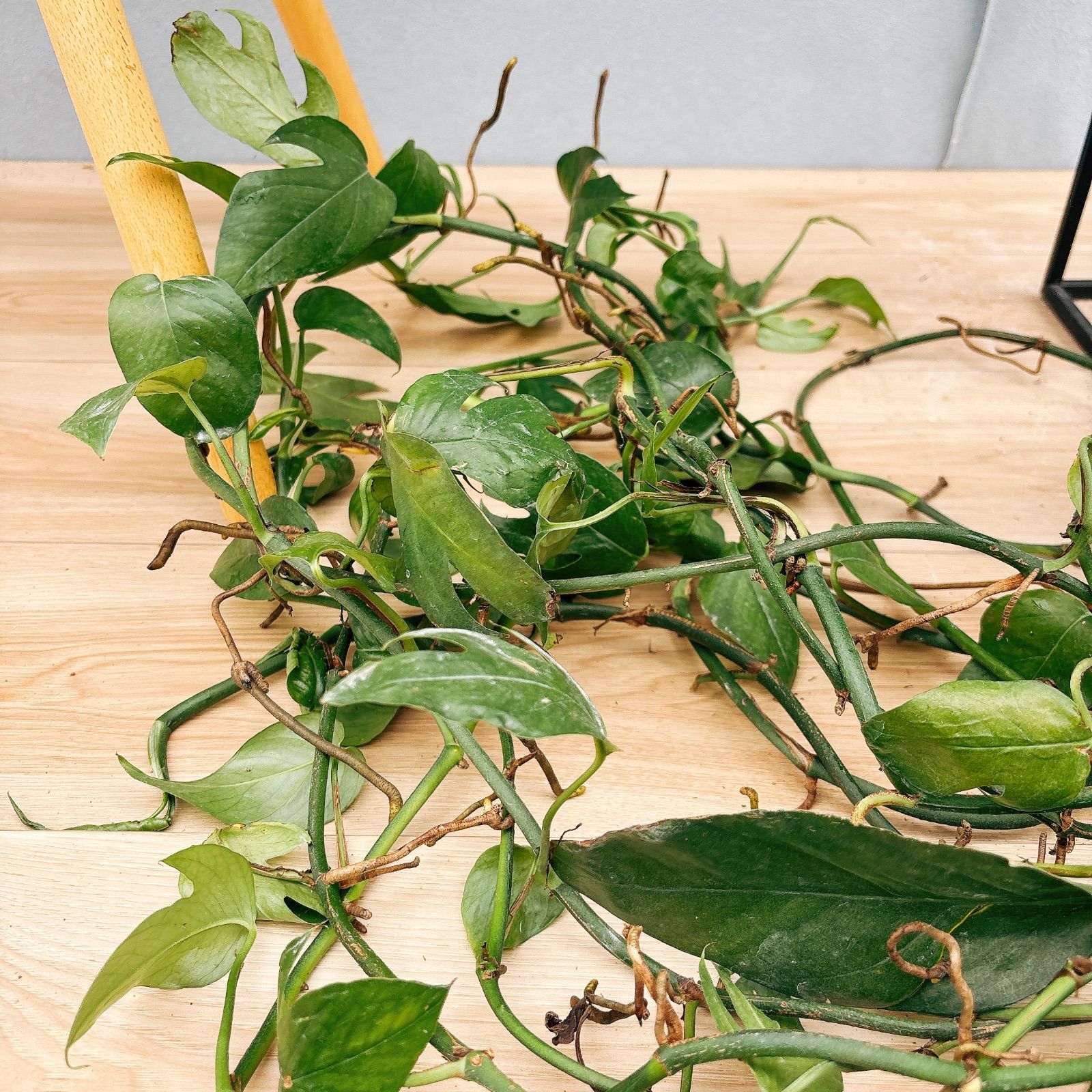 観葉植物 室内