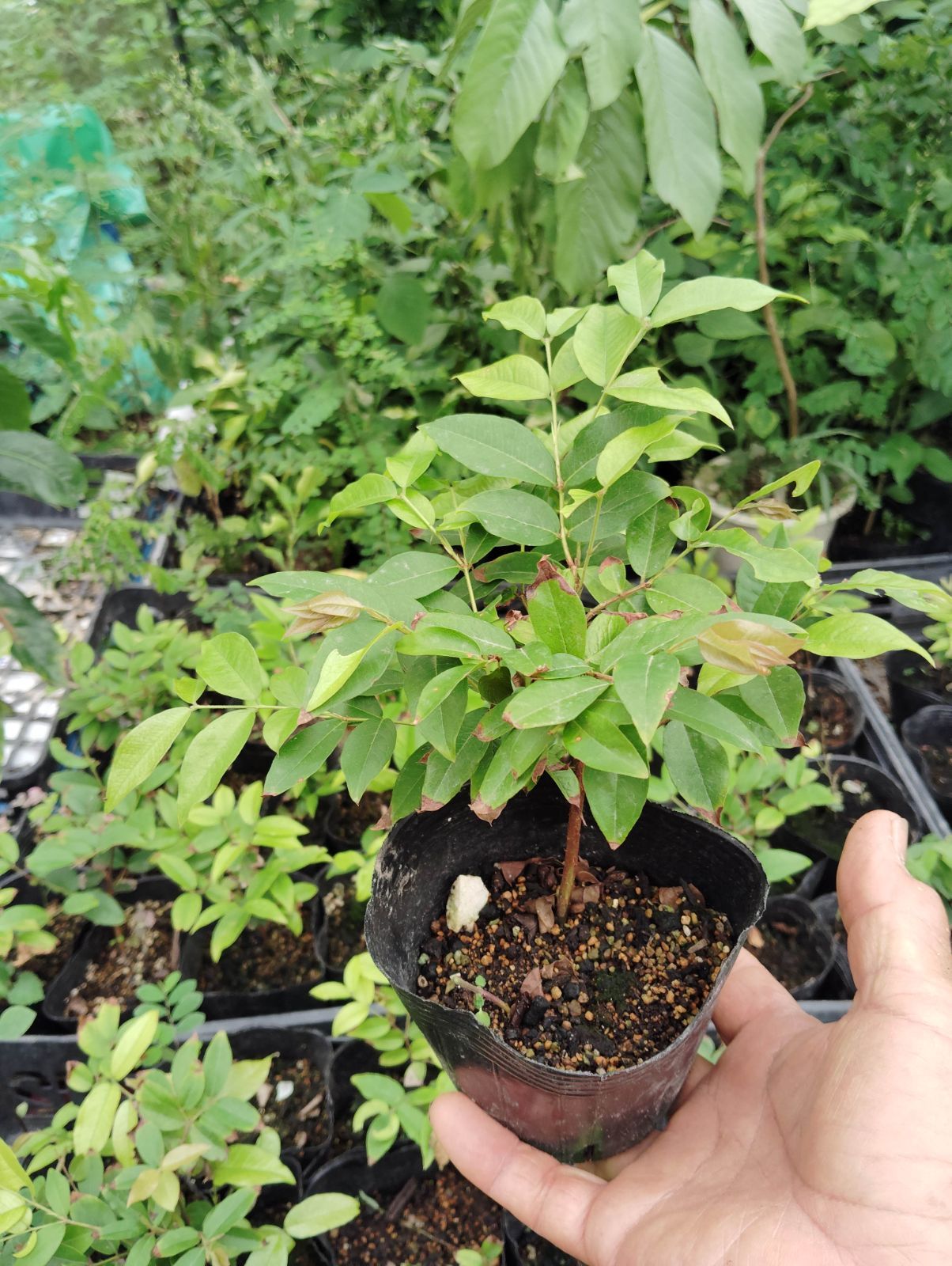 ライチ苗　６号　品種　サカーン　接木 ライチ苗 6号 品種 サカーン 接木