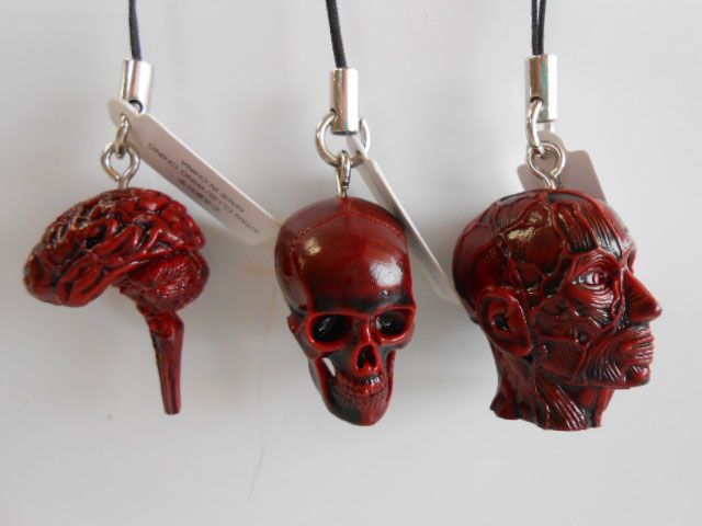 ♯Kui24DMサイエンステクニカラー人体模型ストラップ1人気9種 ♯Kui24DMサイエンステクニカラー人体模型ストラップ1人気9種