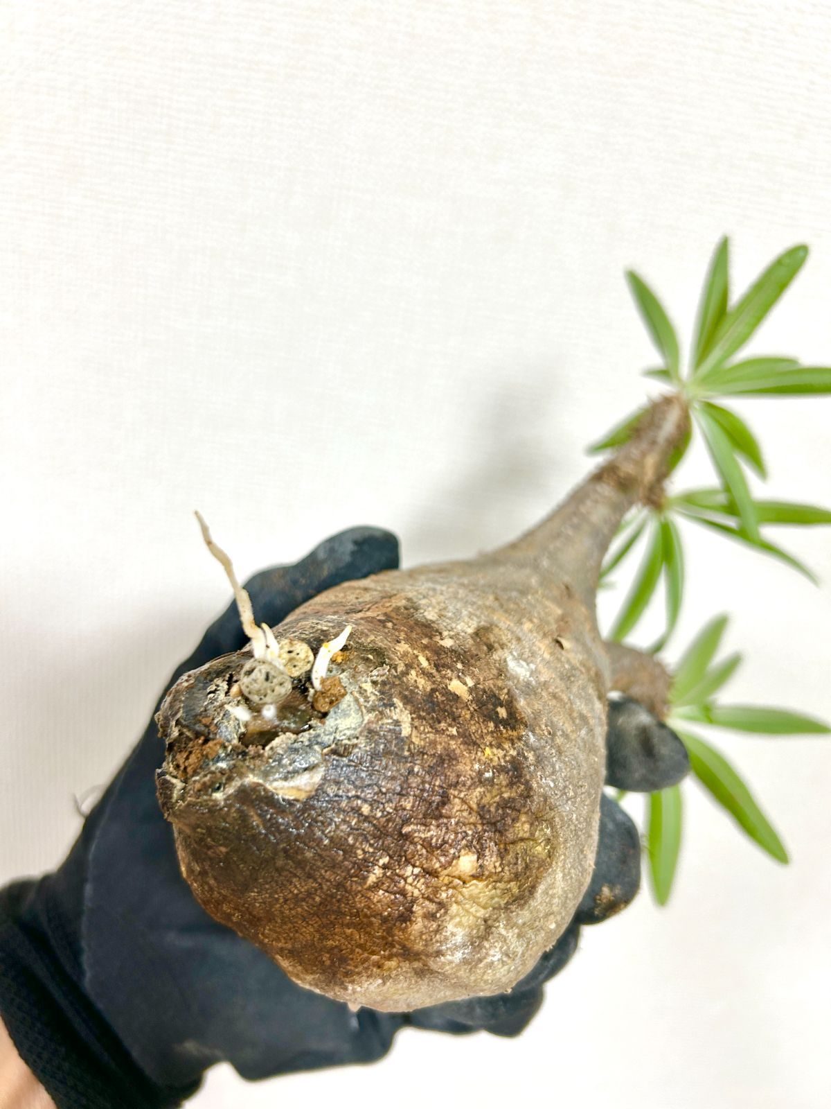 モルタル鉢仕立て