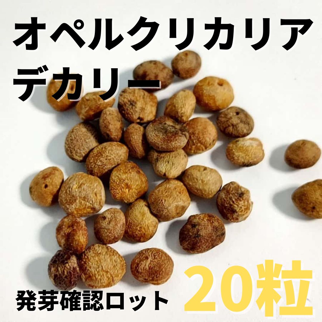 発芽確認済み】オペルクリカリアデカリー 種子 20粒 素晴らし