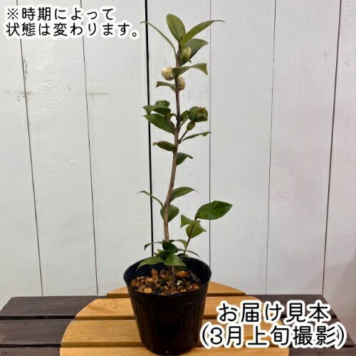 椿 椿「尾州曜変椿」接木18cmポット苗 茶花向き咲き分け品種 | 愛知