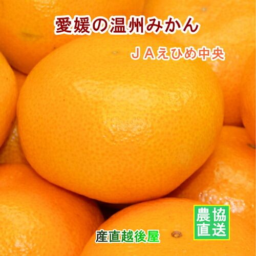 愛媛県の農協 JAえひめ中央 温州みかん 10kg優 贈答用 農協産地直送便でお届け 送料無料【フルーツ ギフト グルメ プレゼント】