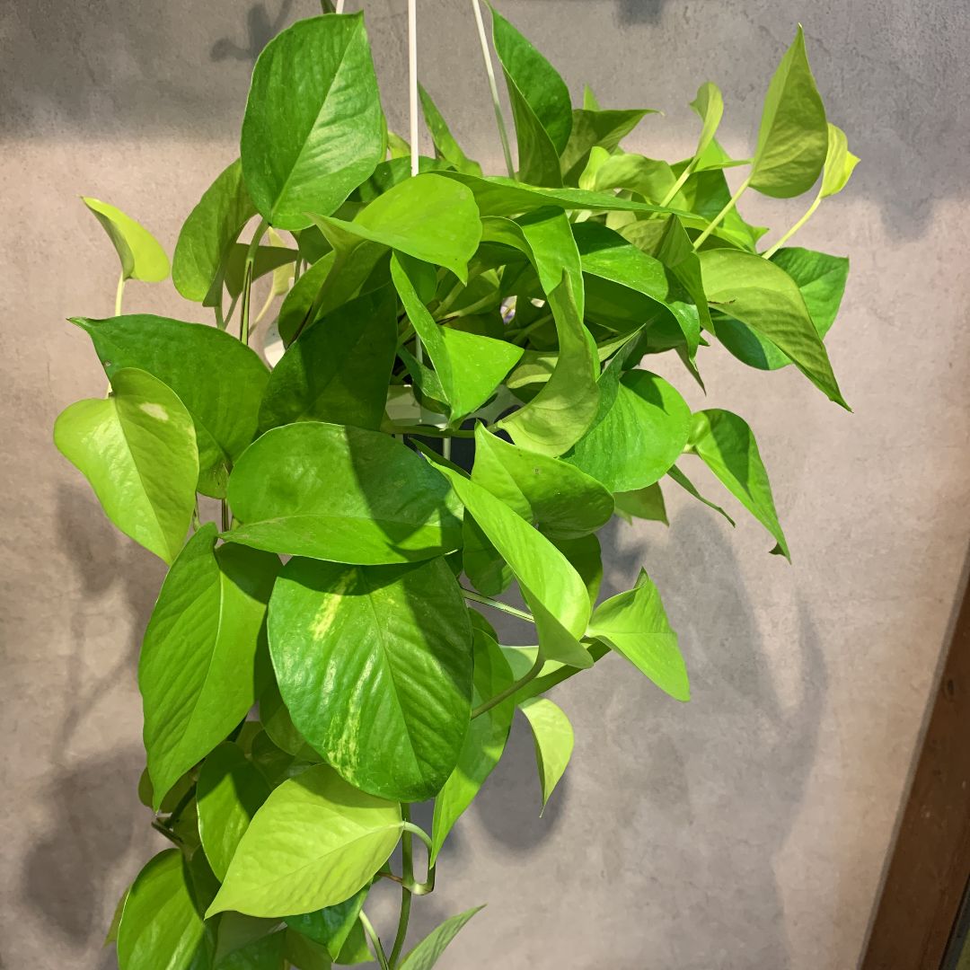 超超ロング❣️ライムポトス 鉢 超超ロング！ライムポトス鉢