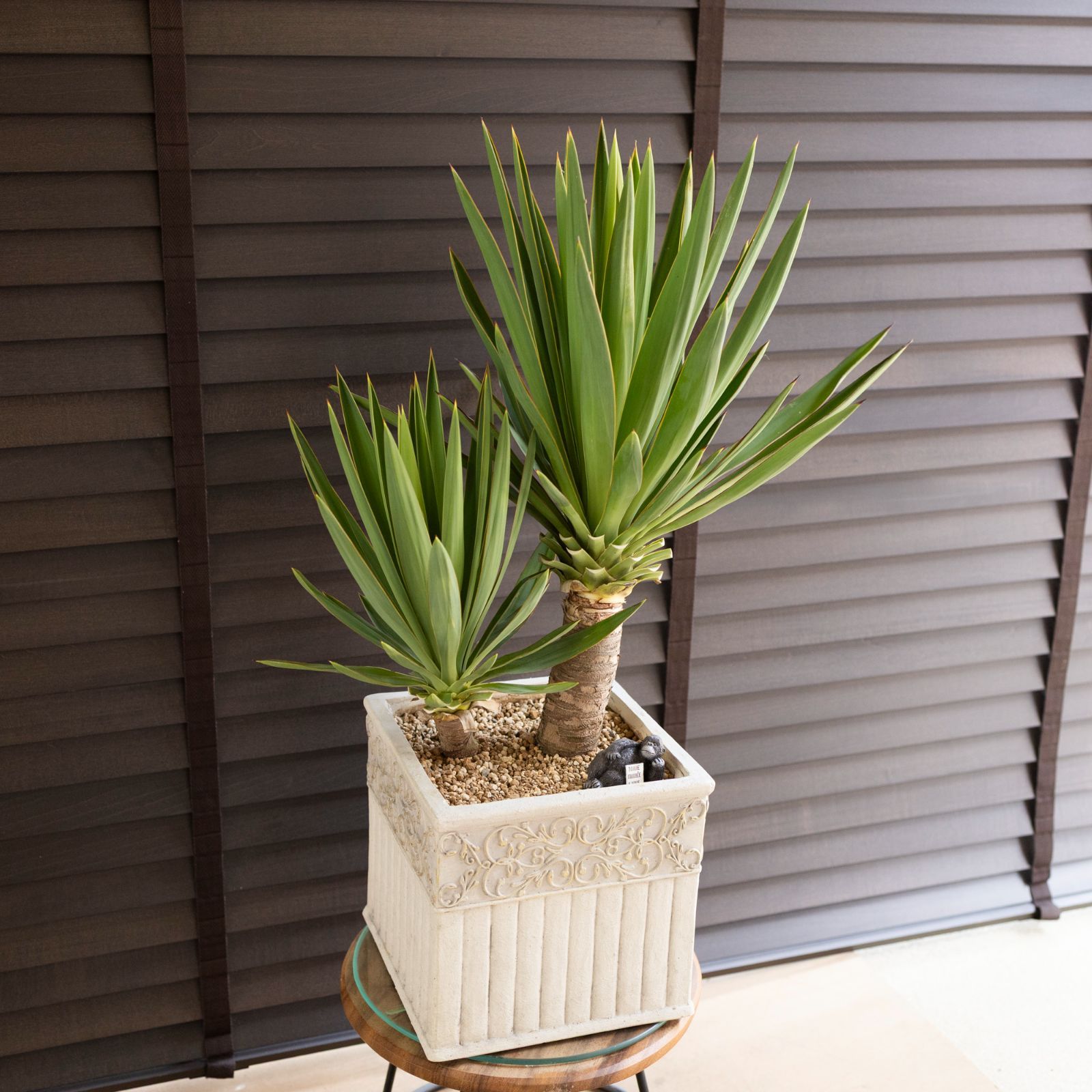 【子株付き】ユッカ　グロリオサ　2本セット　大 ユッカ グロリオサ Yucca Gloriosa 2本立ち スクエアー グラス