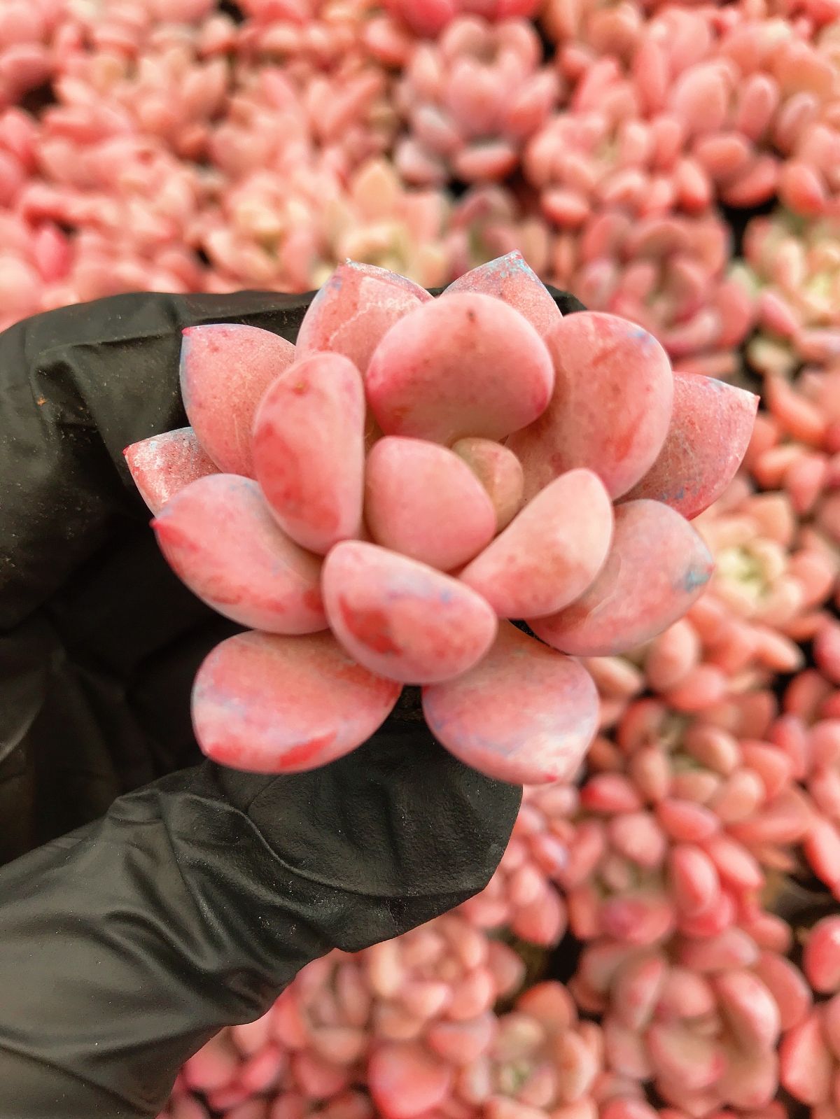 105株 G40-5 多肉植物 エケベリア白露 サボテン 観葉植物 花 105株 G40-5 多肉植物 エケベリア白露 サボテン 観葉植物 花
