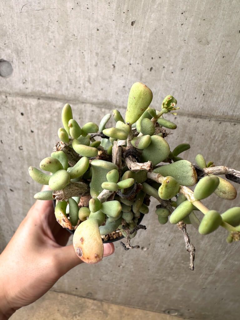 現品限り】ケラリア・ピグマエア 現地株 約1年管理【AE23