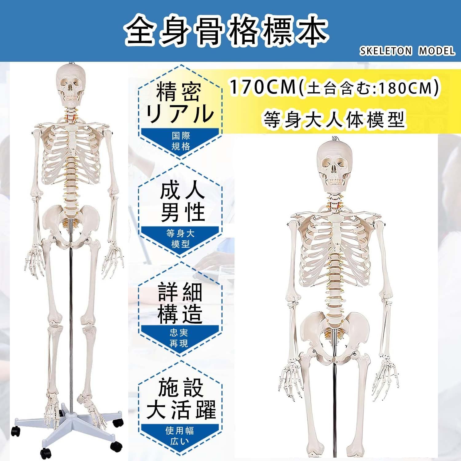 等身大 人体模型 170cm 神経根有り 全身骨格模型 骨格標本 1743 Amazon.co.jp: 等身大 人体模型 170cm 神経根有り 全身骨格模型