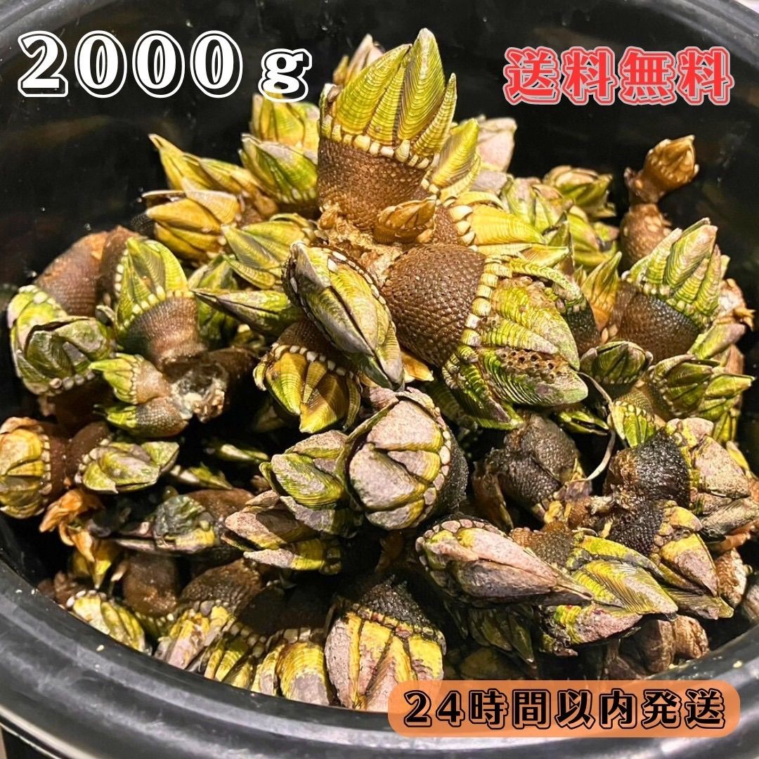 【送料無料】冷凍ヤドカリ40個(殻付き)　石鯛　黒鯛　釣り餌　カメノテ付き 冷凍ヤドカリ40個(殻付き) 石鯛 黒鯛 釣り餌 カメノテ付き