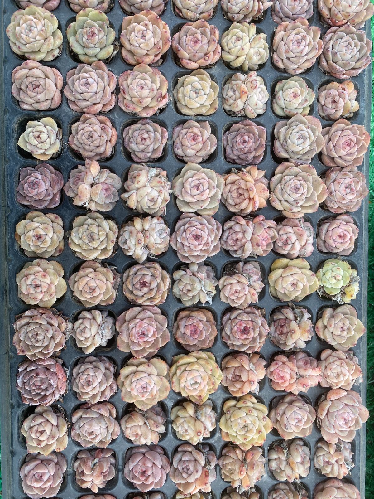 多肉植物　エケベリア105苗 詰め合わせセット 新入荷 飴心・ピンク 鮮やかな105苗セット 土と根付き 多肉植物