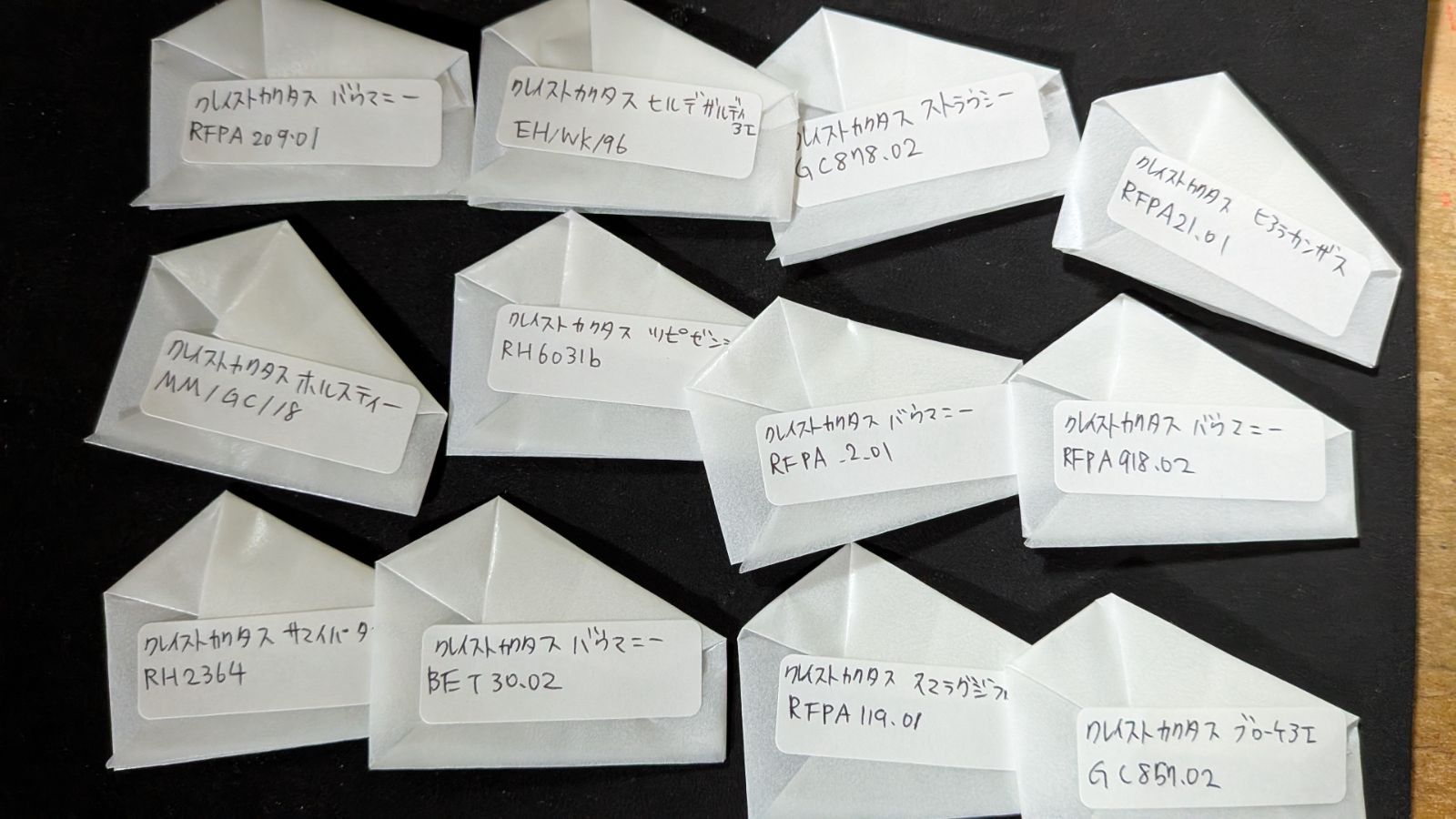 タニマニアさま サボテン種子セット