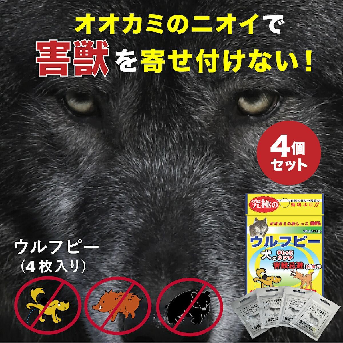 タヌキ