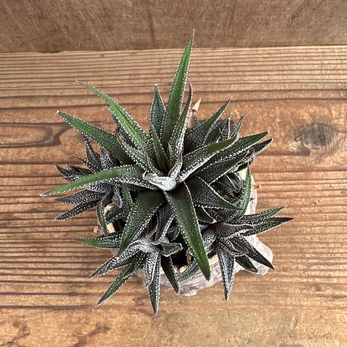 ハオルチア 松の雪 切り株風鉢 現品 観葉植物 観葉 植物 珍奇植物 珍奇