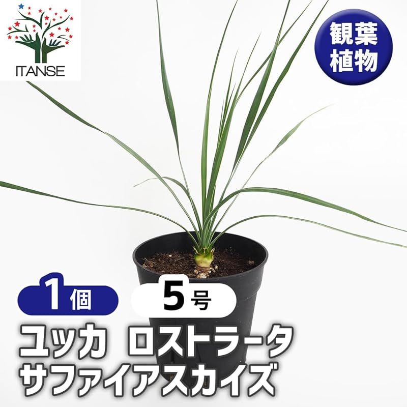 ITANSE ユッカ ロストラータ サファイア スカイズ 5号 1個売り 観葉植物 多肉植物 学名 Yucca rostrata Sapphire Skies 英名 beaked yucca ロストラータの青みが濃い個体を選抜した品種 放射状に広がる