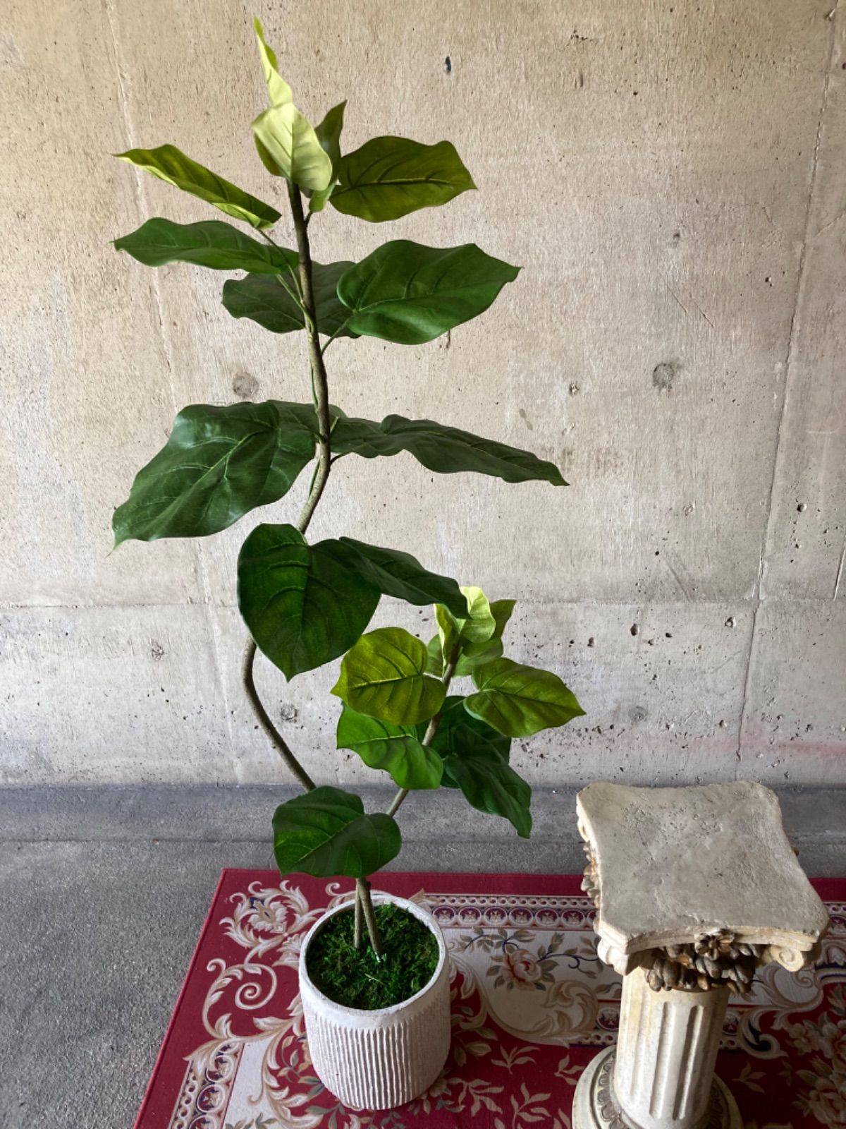 ダブルウンベラータ115jga