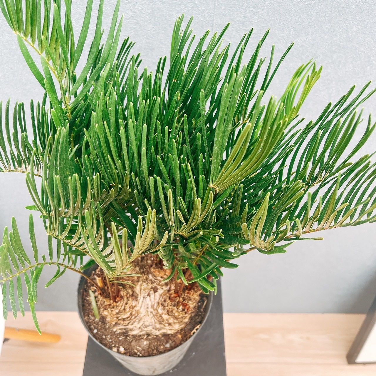 ［現品］☆おすすめ☆ ザミア　フロリダーナ　7号　蘇轍　観葉植物　レア　細葉 現品］ザミア フロリダーナ 7号 蘇轍 観葉植物 室内 レア 細葉