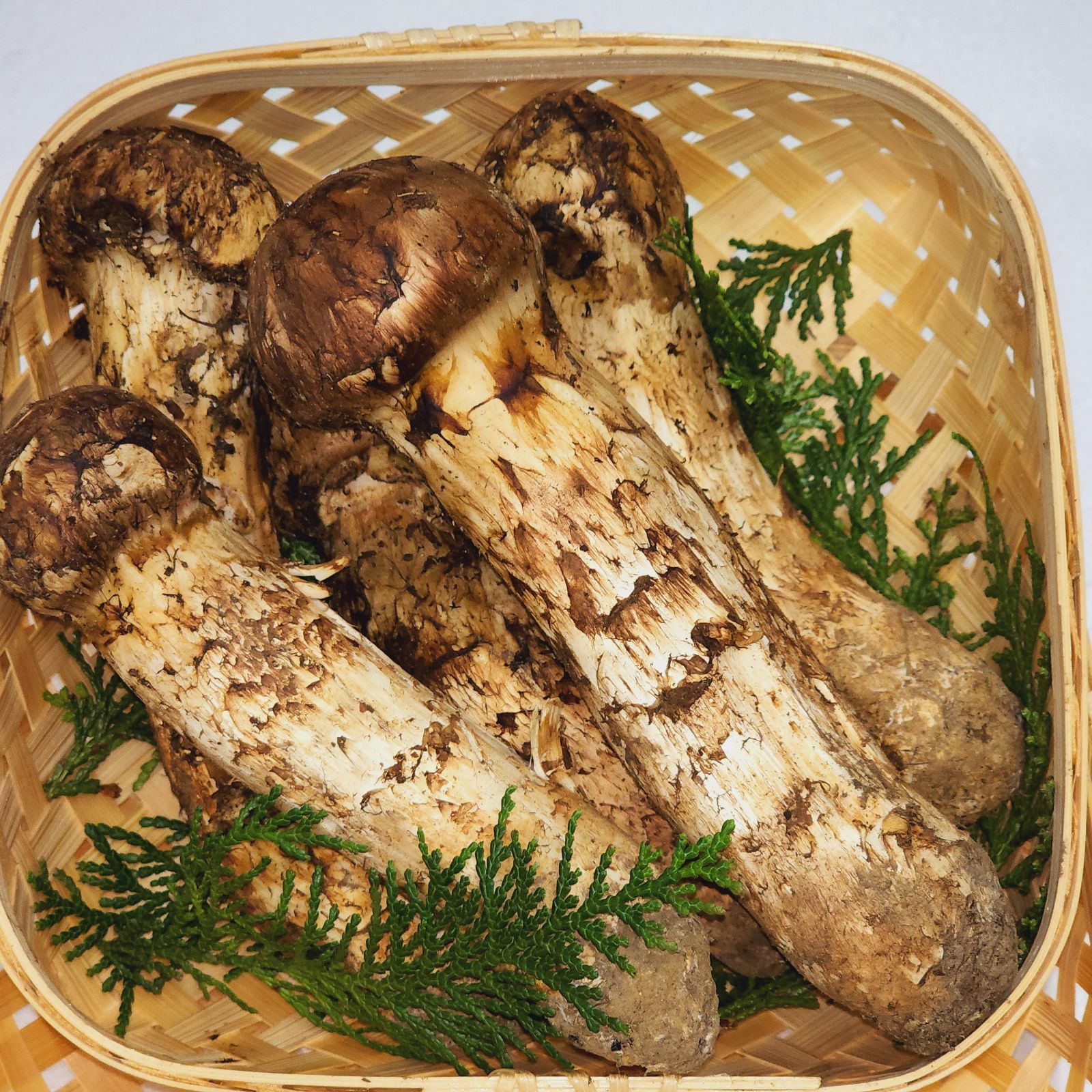 中国産 極上松茸【天然 つぼみ 中腕 松茸350~400g】2L 3～7本 【公式通販】