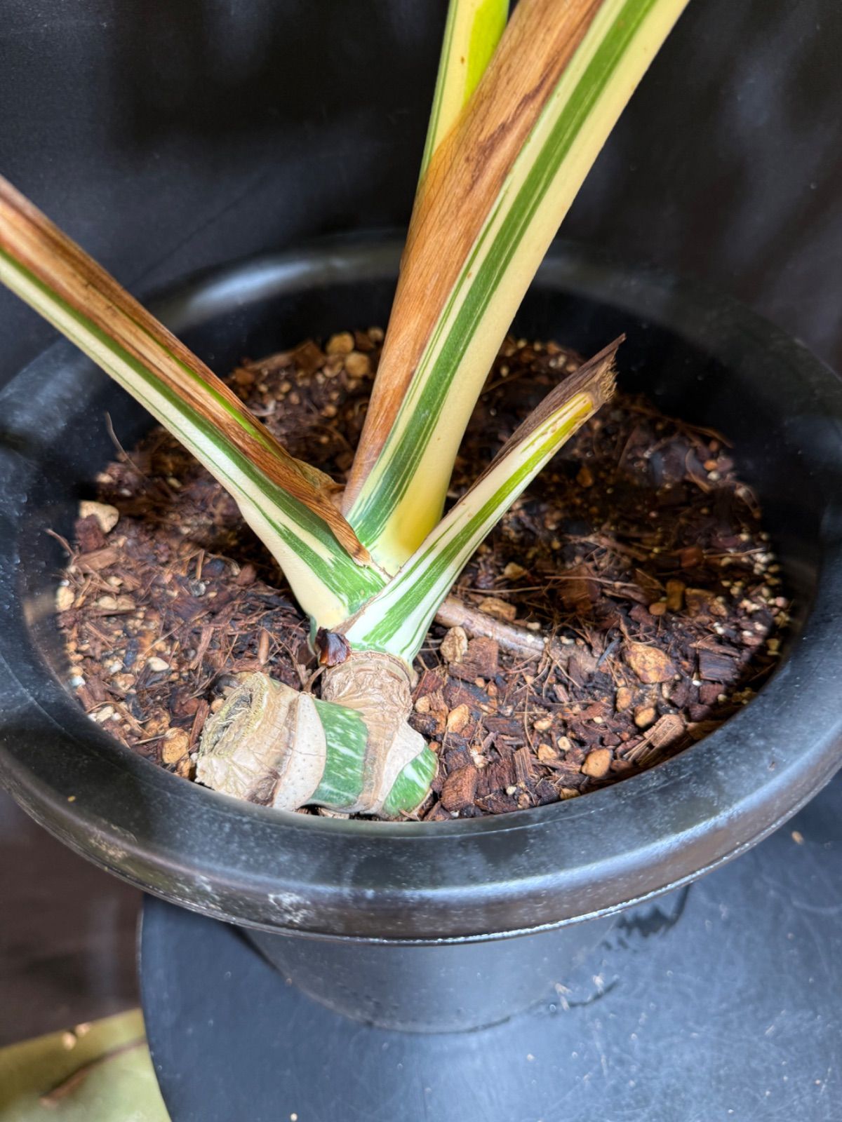 ぱんち 大株！ 斑入り ウエストリンギア スモーキー 8号スリット鉢