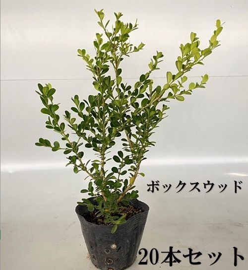 20本セット ボックスウッド樹高0.3m前後15cmポット