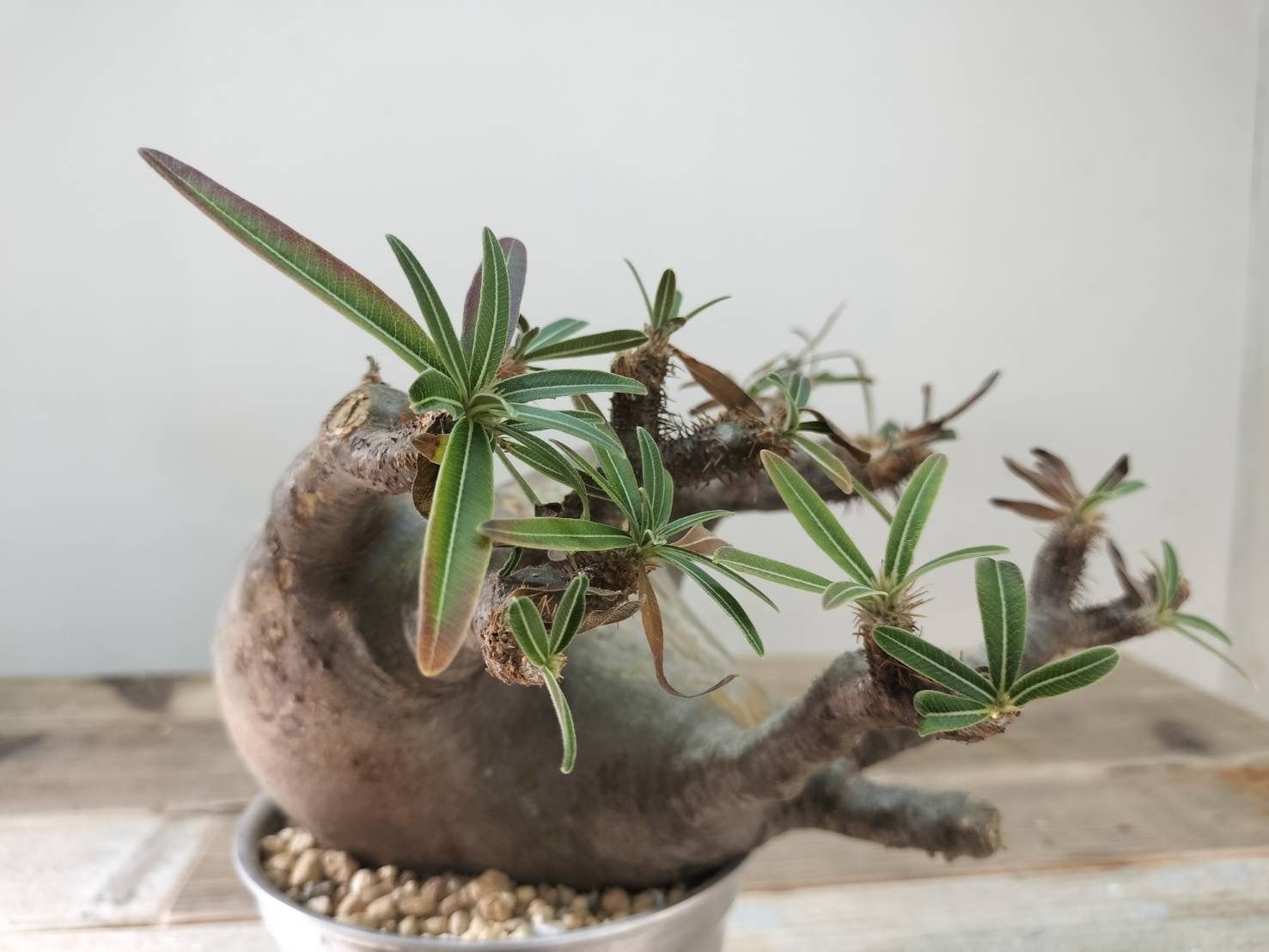 パキポディウム グラキリス 【m&m鉢】【発根済】 発根済 グラキリス BG