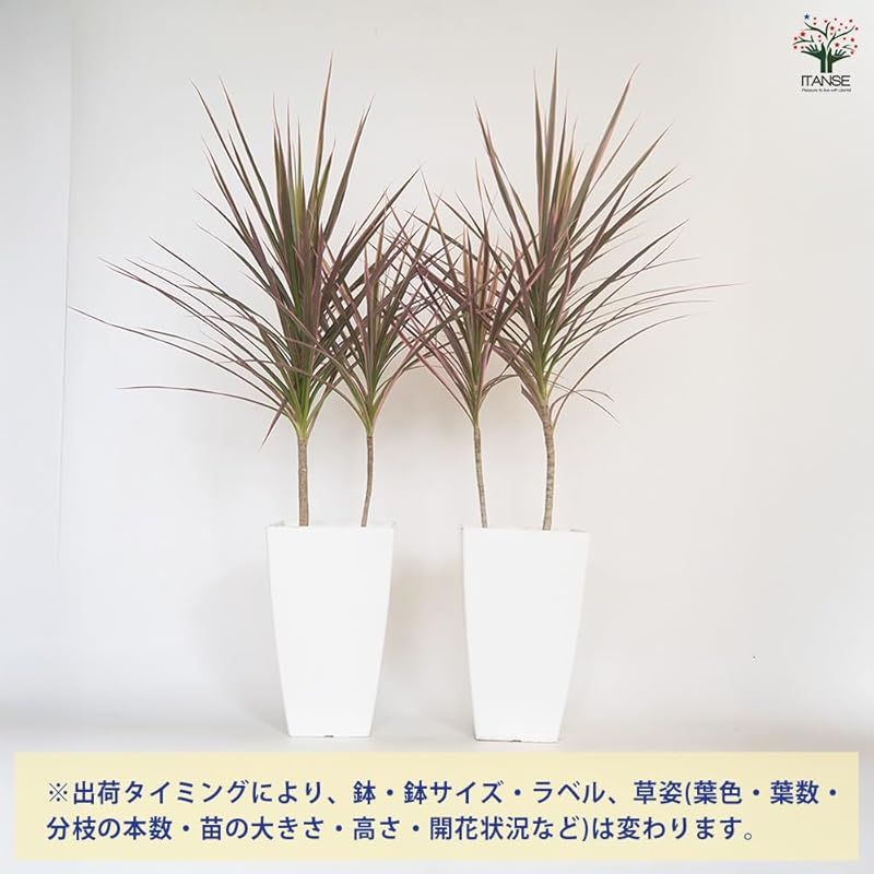 真実の木 幸福の木